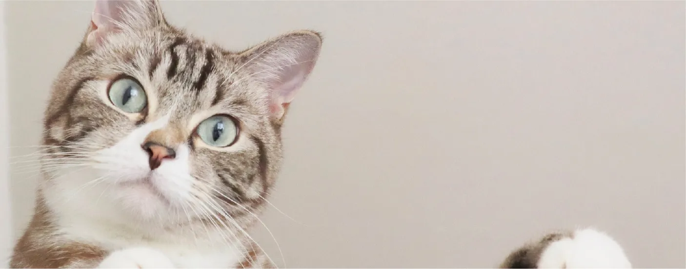 猫ホテルもふるぅの個室内観